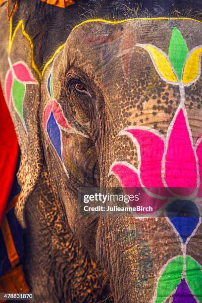 colorful elephant, jaipur - elephant eyes 個照片及圖片檔