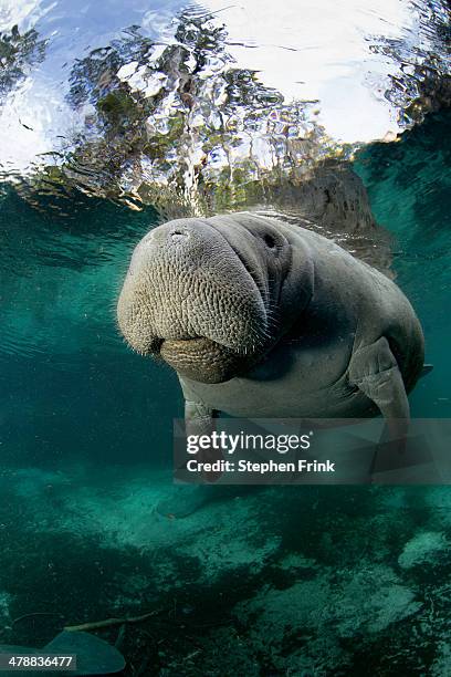 florida manatee (trichechus manatus manatus) - manatee stock pictures, royalty-free photos & images