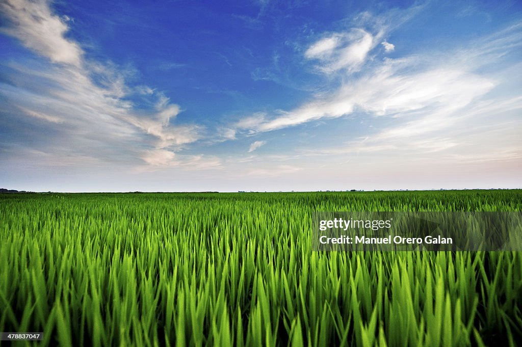 Green Grass and Sky