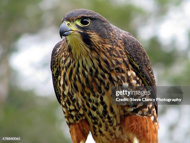 female new zealand falcon - falcon bird stock-fotos und bilder