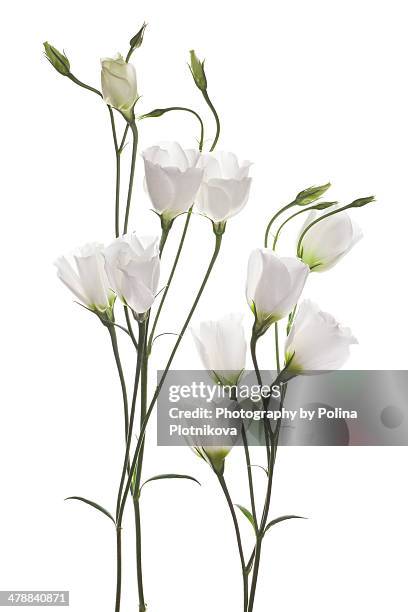 white eustoma flowers - white flower stock pictures, royalty-free photos & images