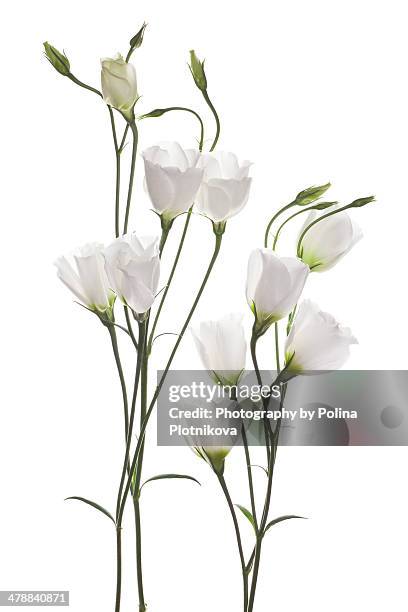 white eustoma flowers - white flower imagens e fotografias de stock