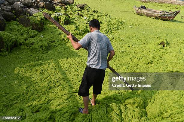 Fisherman cleans up green algae at a beach on June 27, 2015 in Qingdao, China. A large quantity of non-poisonous green seaweed, enteromorpha...