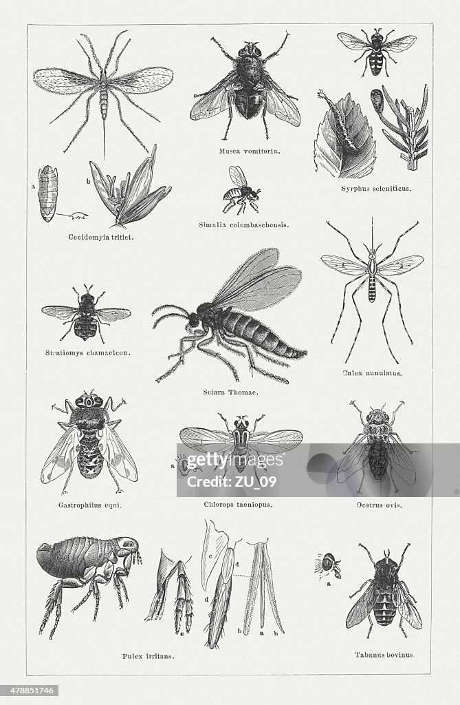 Dipterous insects (Diptera), wood engravings, published in 1878