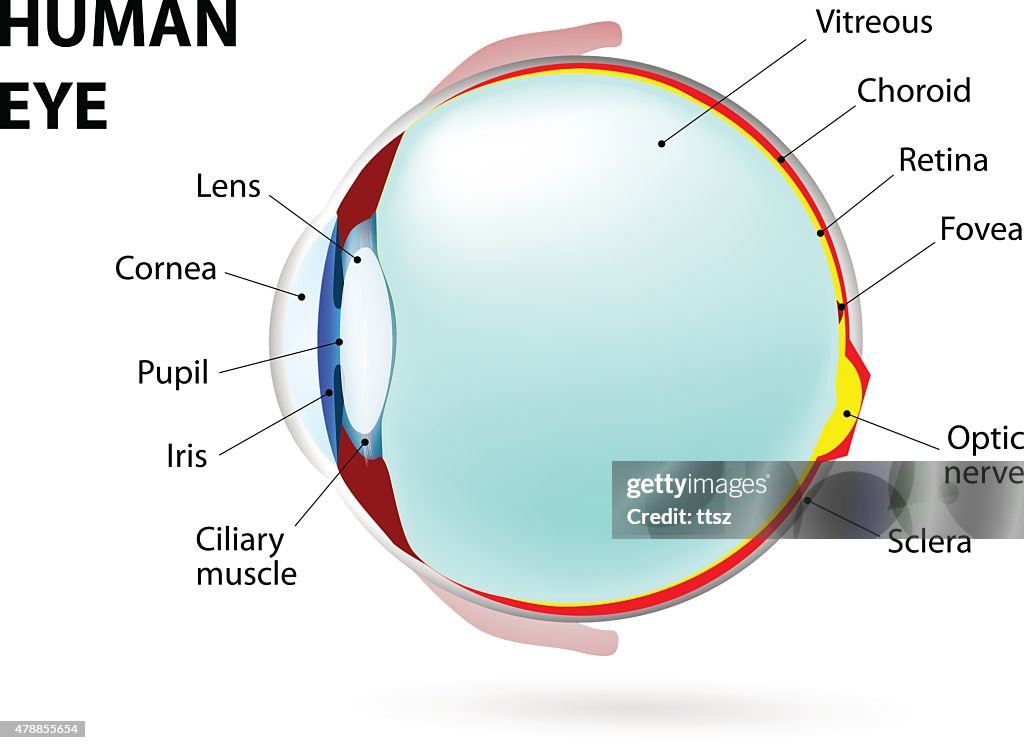 Eye. human anatomy