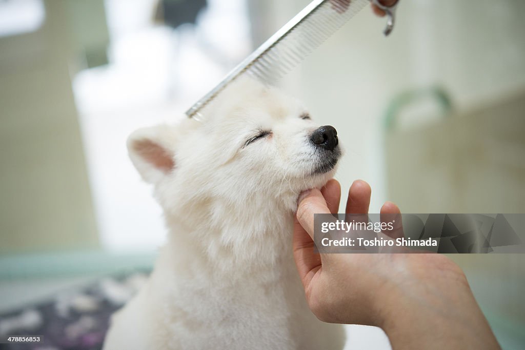 A being trimmed white chihuahua