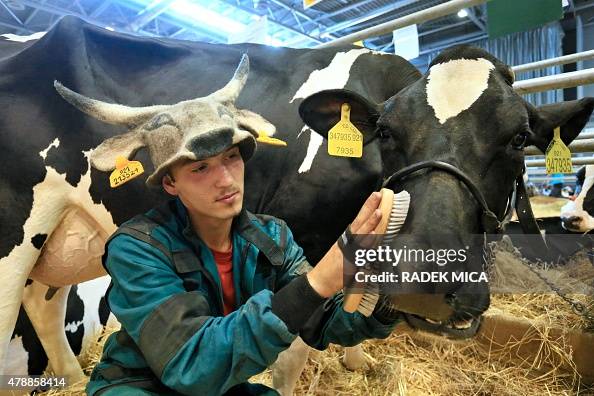 An Animal Keeper Takes Care Of A Cow During The National Livestock an-animal-keeper-takes-care-of-a-cow-during-the-national-livestock