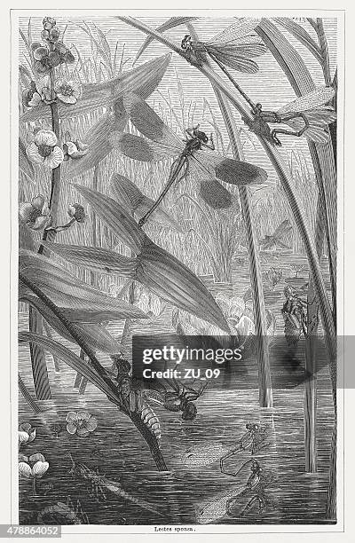 stockillustraties, clipart, cartoons en iconen met emerald damselfly, wood engraving, published in 1878 - damselfly