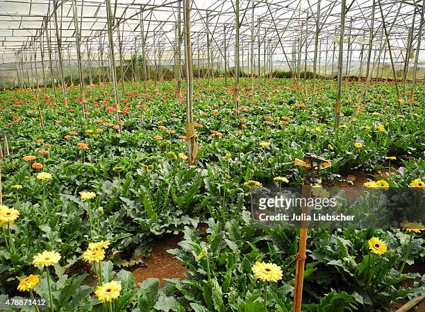 Flower farm is pictured on April 25, 2015 near Dalat, Vietnam. "The city of flowers", Da Lat, is located in the Central Highlands province of Lam...