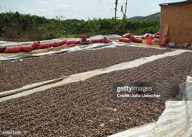 Cashew nuts are laid out for drying in the sun at a farm in the southern Central Highlands on April 26, 2015 near Dalat, Vietnam. The Central...