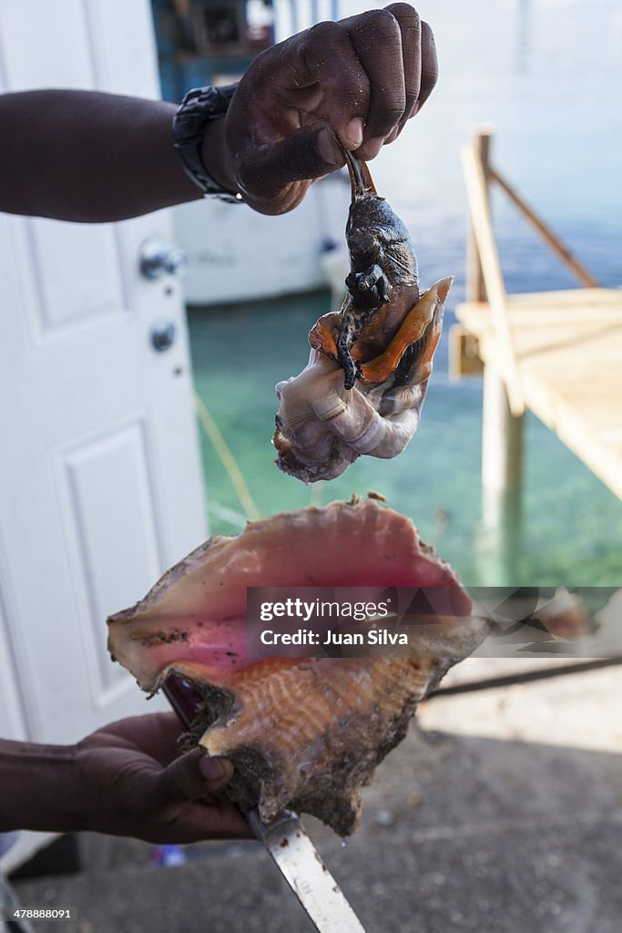 Fresh conch meat cut from the shell