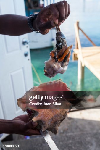 Fresh Conch Meat Cut From The Shell High-Res Stock Photo - Getty Images