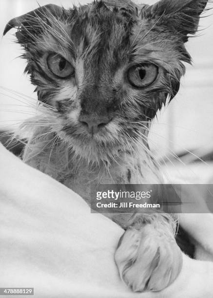 Cat submits less than willingly to a bath, Florida, 1992.