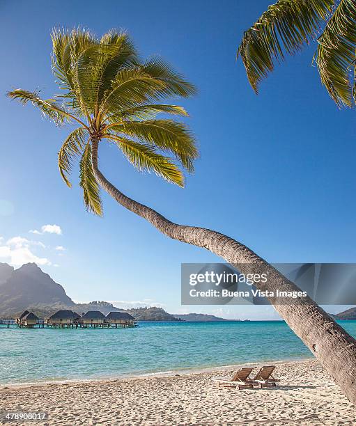 leaning palm over a tropical beach - bora bora beach stock pictures, royalty-free photos & images