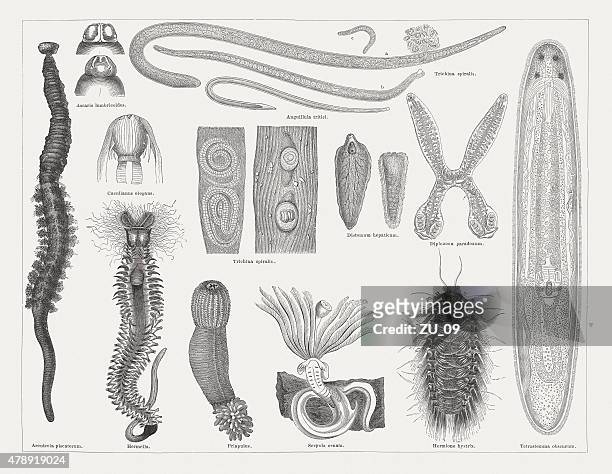 worms, veröffentlichte 1878 zogen - plattwurm stock-grafiken, -clipart, -cartoons und -symbole