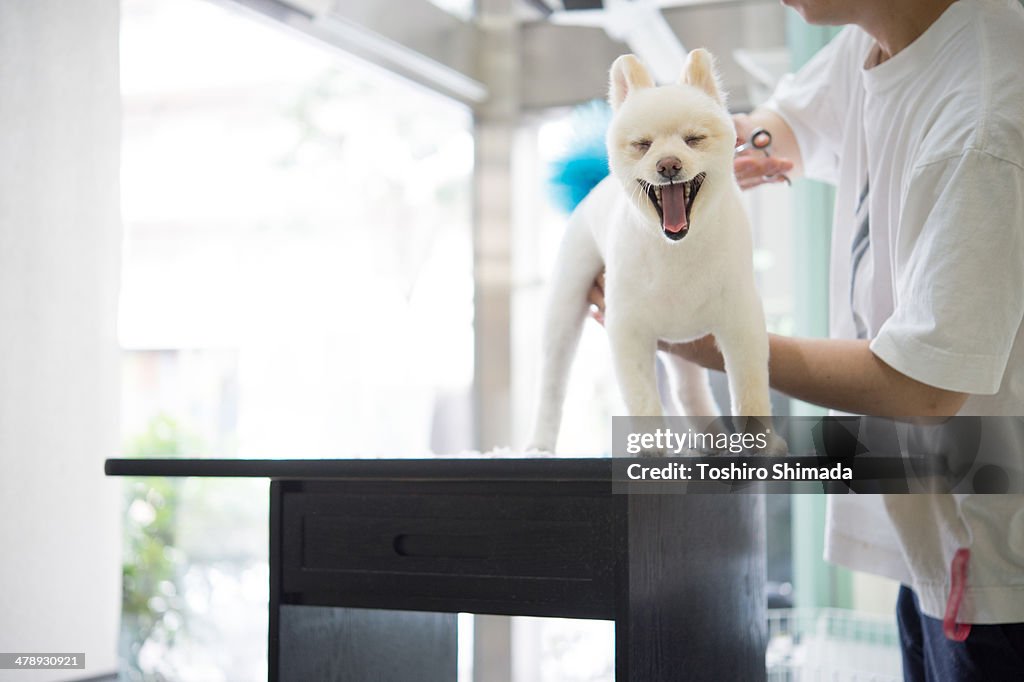 A being trimmed white chihuahua