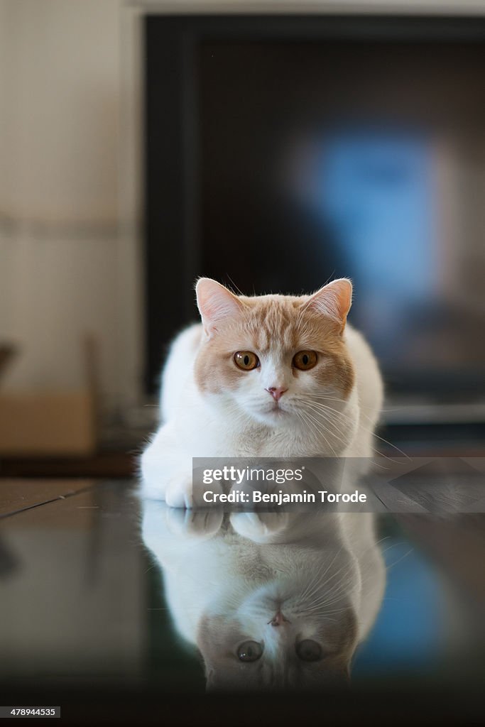 White and beige cat and reflection on table