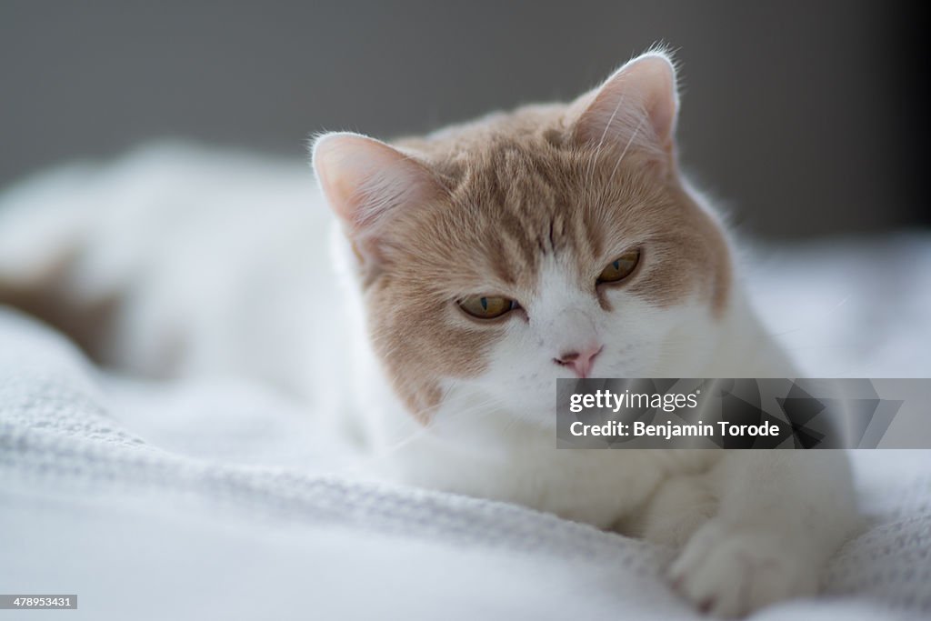 Sleepy white and beige cat waking from nap