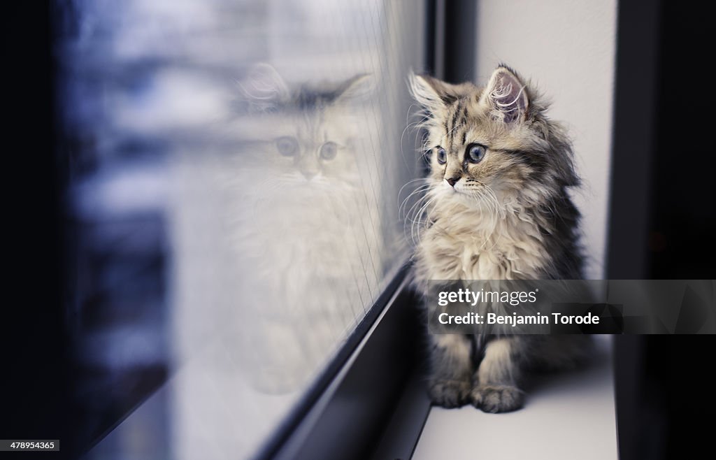 Persian kitten and reflection by window