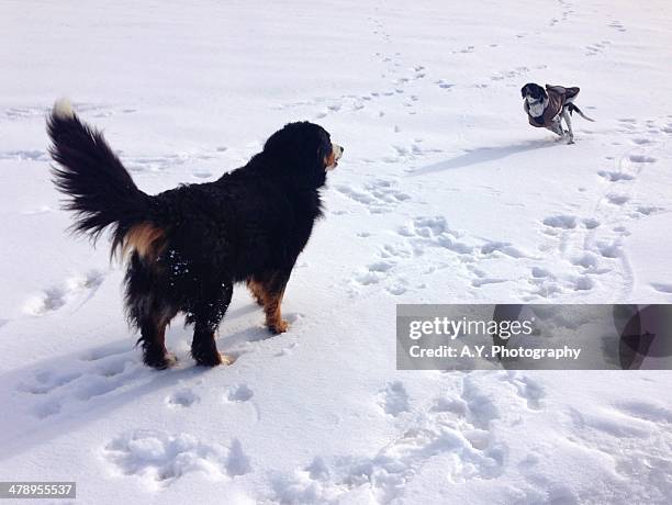 walking the dog - saanen stock pictures, royalty-free photos & images