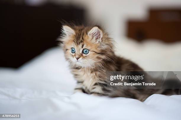 blue-eyed persian kitten on white sheets - chat persan photos et images de collection