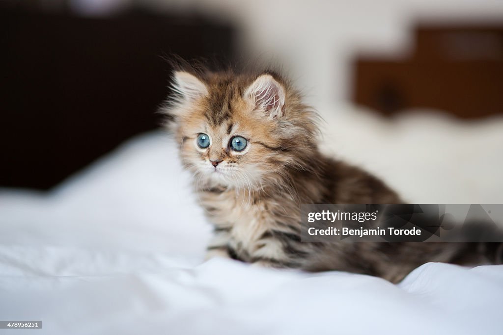 Blue-eyed Persian kitten on white sheets