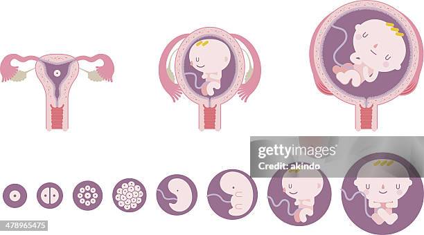 baby-alter fötus - baby in womb stock-grafiken, -clipart, -cartoons und -symbole