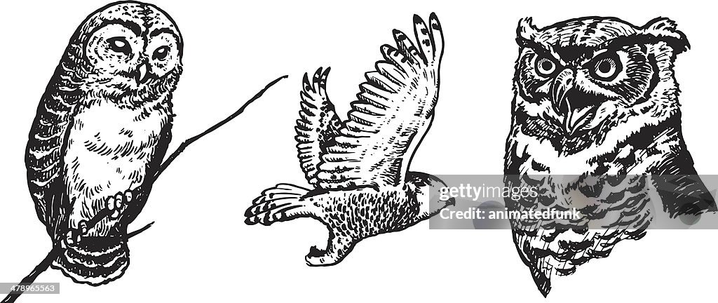 Owls Illustration