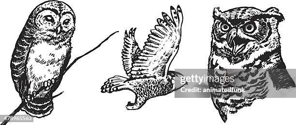 owls illustration - strix stock illustrations