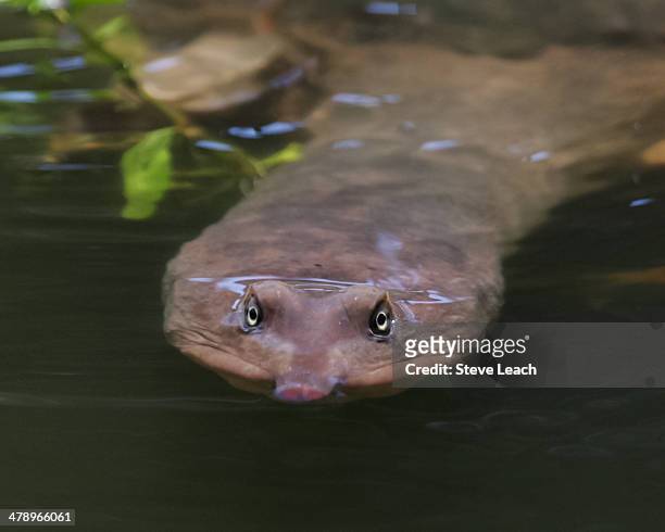 soft shell turtle - florida softshell turtle stock pictures, royalty-free photos & images