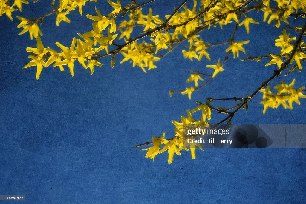 Forsythia