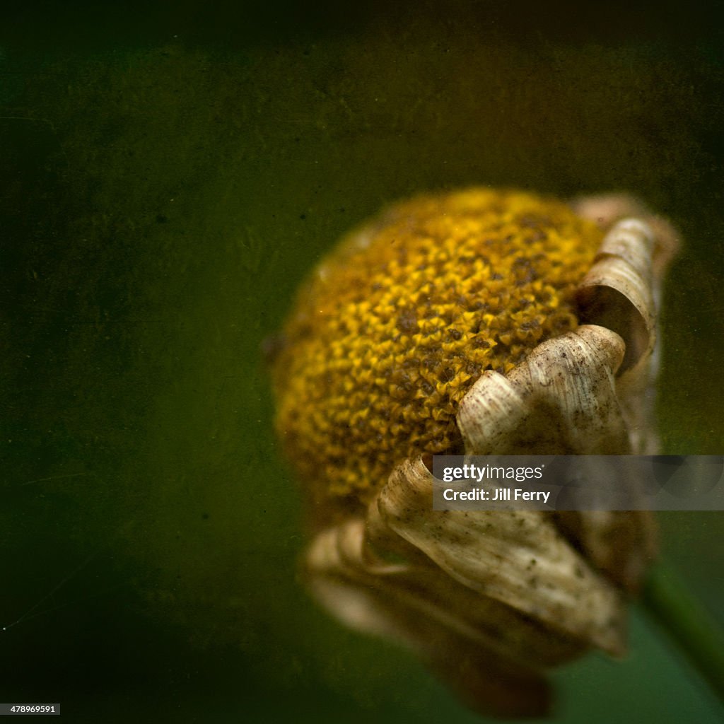 Dying daisy flower