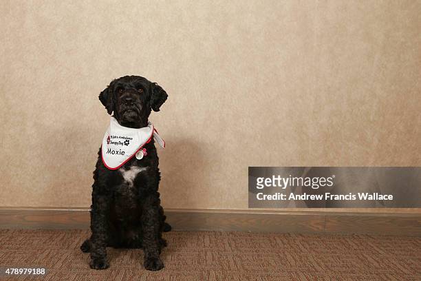 Portuguese water dog 'Moxie' June 24, 2015. Therapy dogs will be roaming the Pan Am village helping stressed athletes.