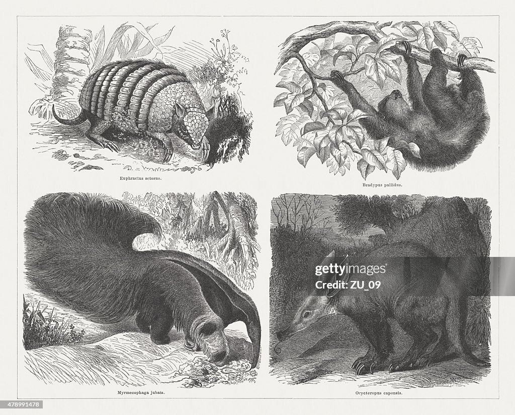 Edentates mammals (Xenartha), wood engravings, published in 1878