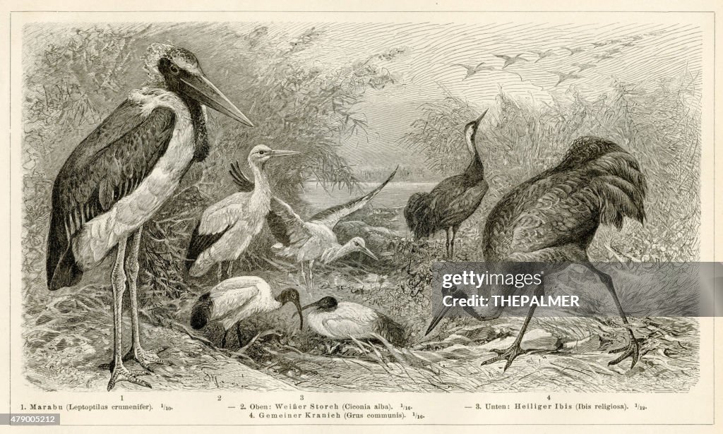 Shorebirds engraving 1896