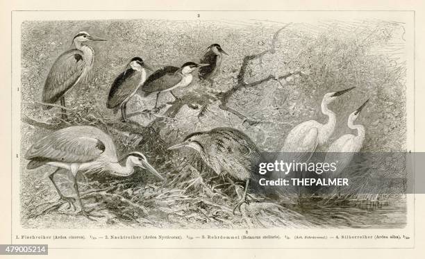 shorebirds engraving 1896 - gray heron stock illustrations