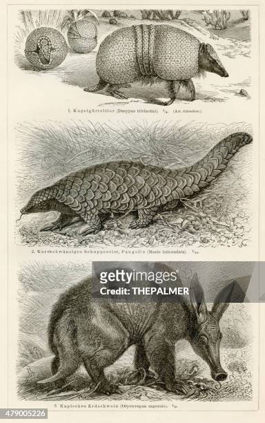 armadillo and pangolin engraving 1897 - armadillo stock illustrations