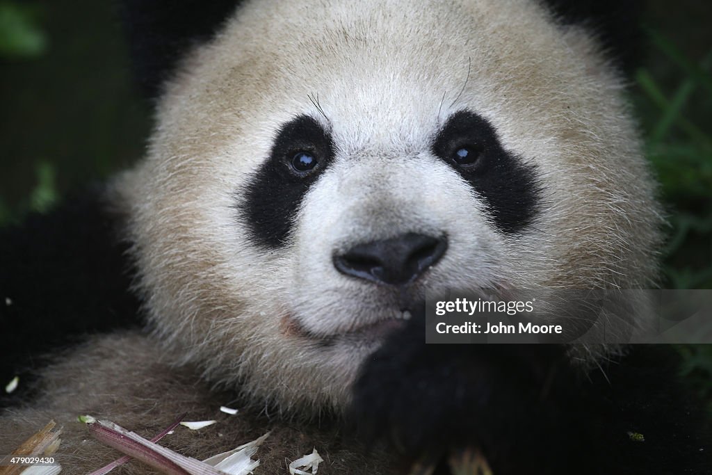 Giant Pandas Attract Visitors To Sichuan Province