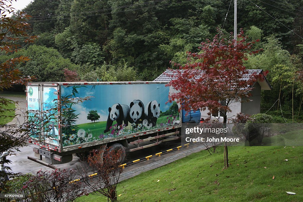 Giant Pandas Attract Visitors To Sichuan Province
