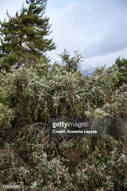 prickly cedar juniperus oxycedrus - juniperus oxycedrus stock pictures, royalty-free photos & images