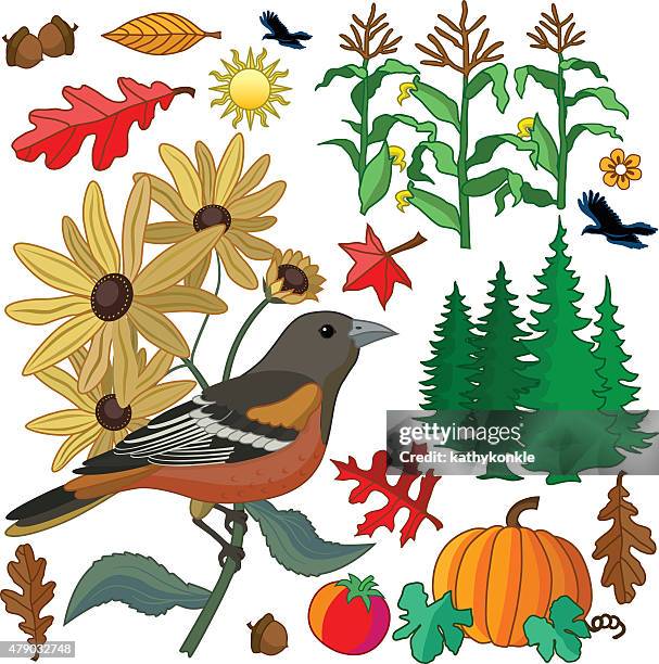 autumn design elements with baltimore oriole and black eyed susans - pumpkin field stock illustrations