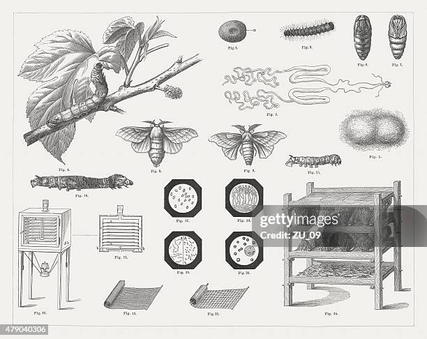 silk culture, wood engravings, published in 1878 - silk cocoon stock illustrations