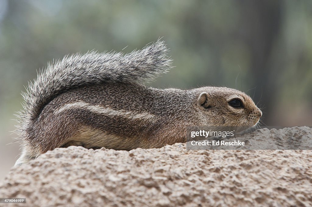 Harris' Antelope Squirrel Thermoregulating