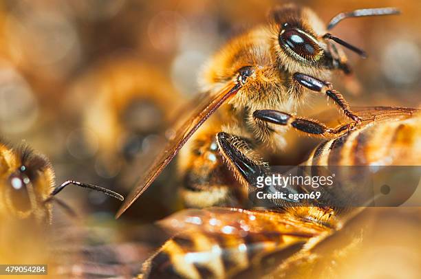 honey bee (apis mellifera) - swarm of insects stock pictures, royalty-free photos & images