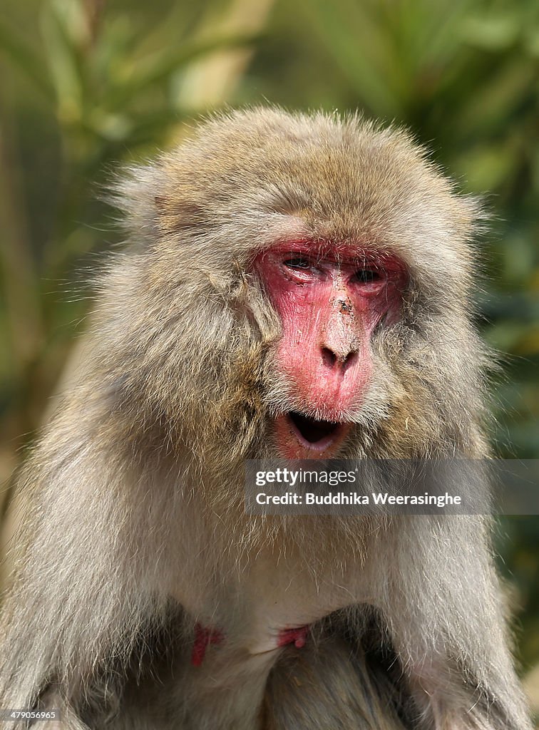 Japanese Macaque Monkeys Suffer From Hay Fever