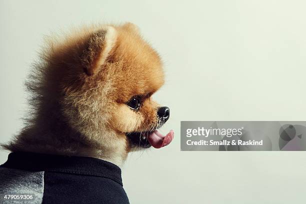 Jiff the dog poses for a portrait at the 102.7 KIIS FM's Wango Tango portrait studio for People Magazine on May 9, 2015 in Carson, California