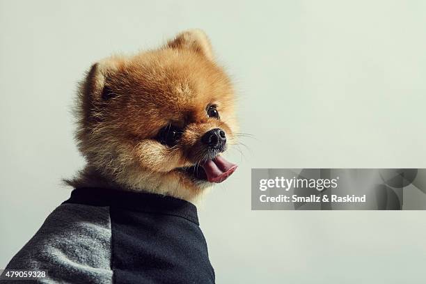 Jiff the dog poses for a portrait at the 102.7 KIIS FM's Wango Tango portrait studio for People Magazine on May 9, 2015 in Carson, California