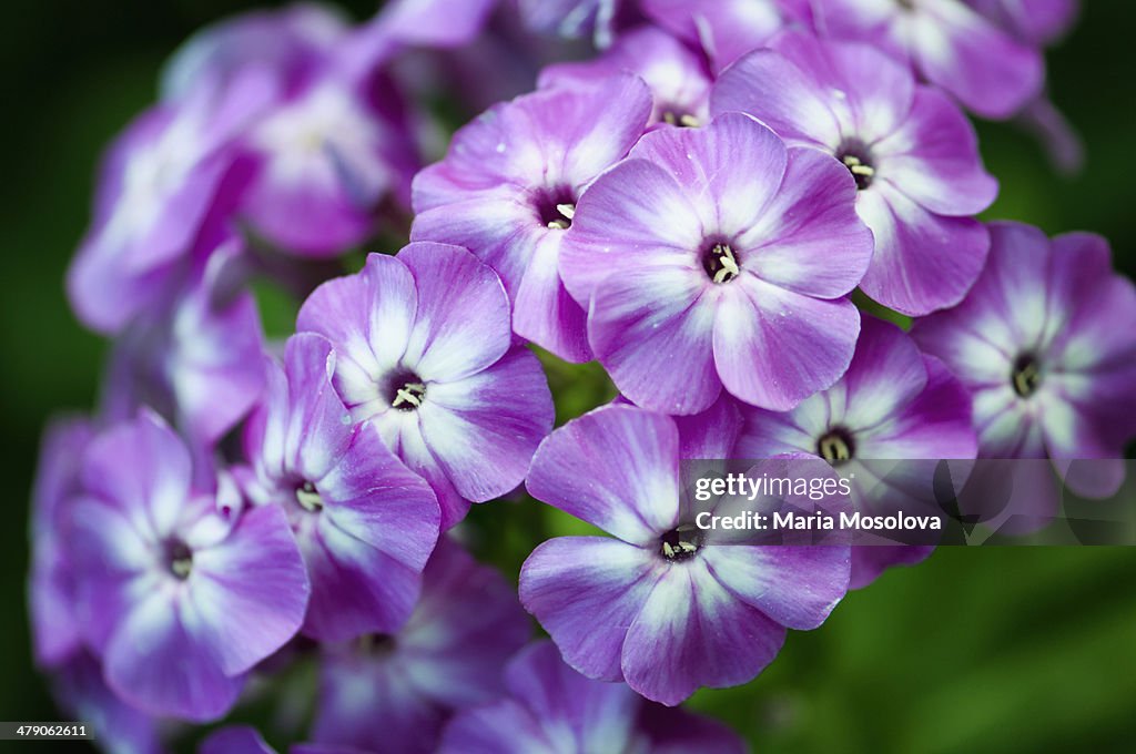Garden Phlox Wilhelm Kesselring Flower Pattern
