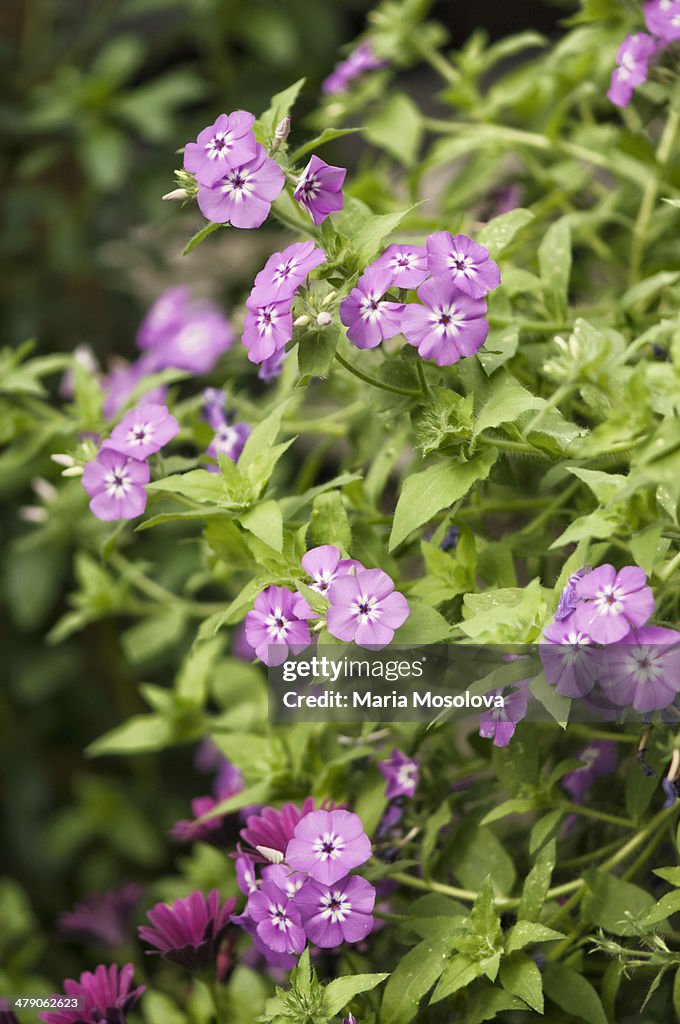 Pink Annual Phlox in Bloom