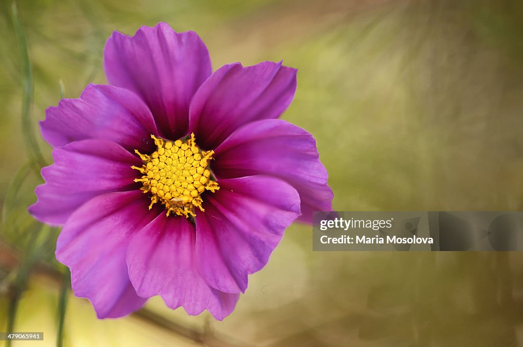 Mexican Aster Flowers. Cosmos Daisy.